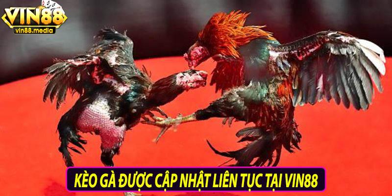 Kèo được cập nhật liên tục tại sảnh gà Indonesia